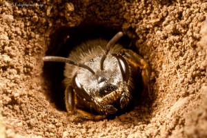 Ground-nesting swear bee