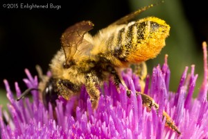 Leafcutter bee female on thistle