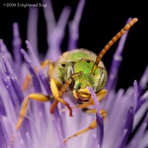 Green sweat bee male on thistle