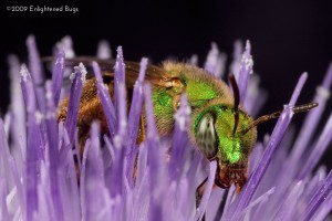 Green sweat bee female on thistle
