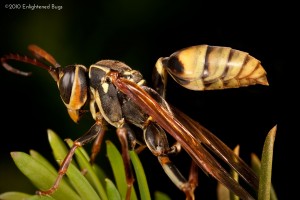 Western paper wasp on yew