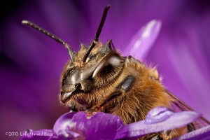 Honey bee worker on aster