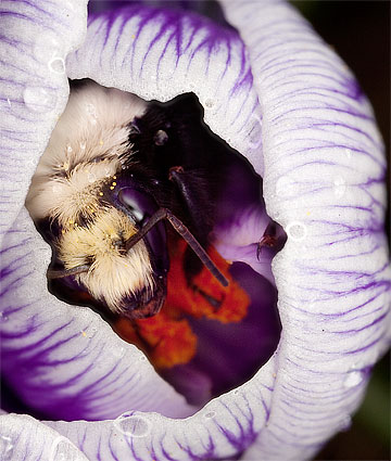 Bumble bee sleeping in crocus