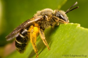 Sweat bee female on lemon tree