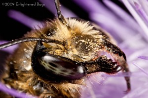 Leafcutter bee female on thistle