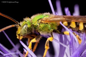 Green sweat bee male on thistle