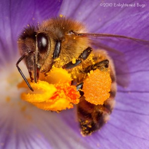 European honey bee worker on crocus