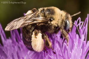 Long-horned bees mating on thistle