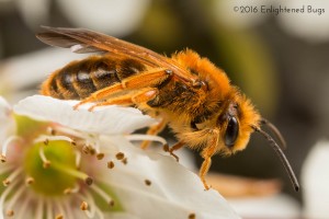 Mining bee male on plum blossom