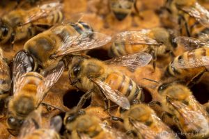 Honey bee workers on brood comb